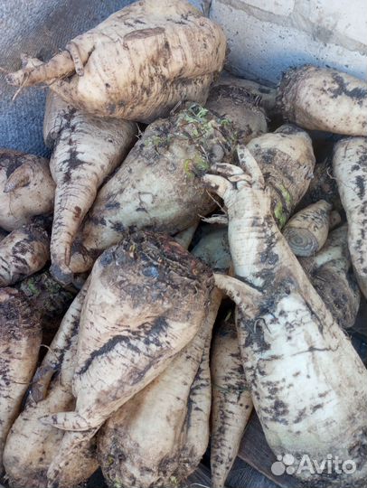 Сахарная свекла