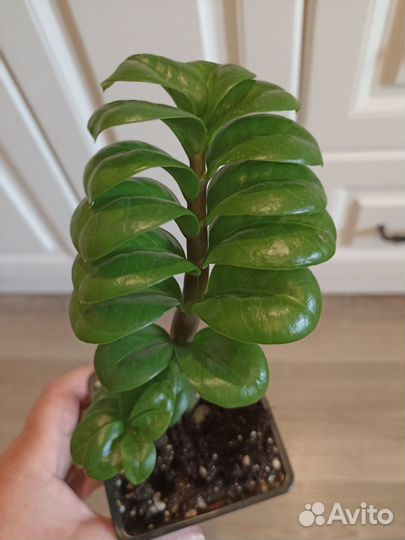 Замиокулькас Зензи