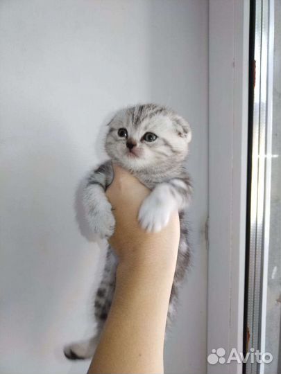 Шотландская