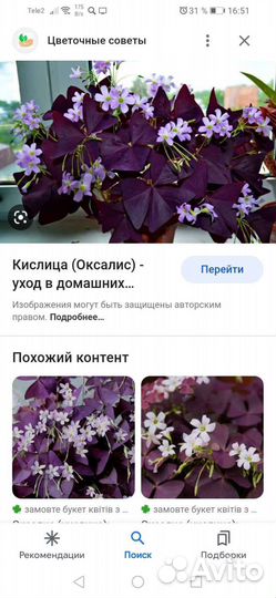 Кислица комнатная оксалис