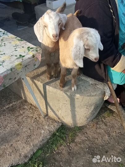 Козлята нубийские