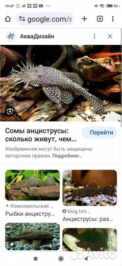 Сомики анциструсы