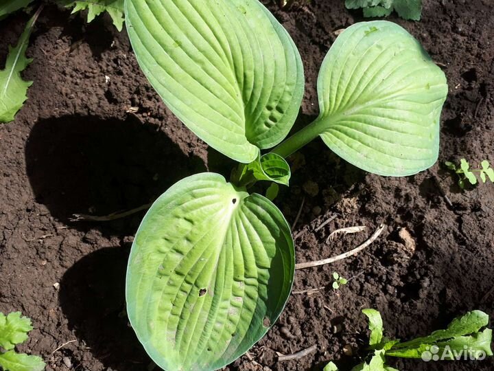 Многолетники