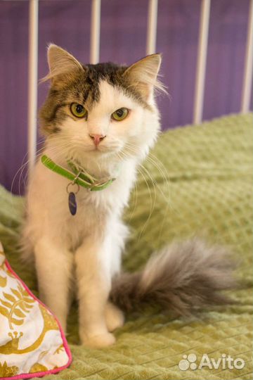 Котенок Джон Сноу