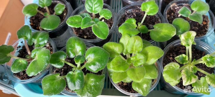 Фиалки сортовые маленькие детки