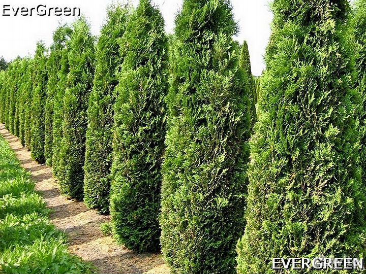 Туи вип класса