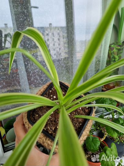 Хлорофитум