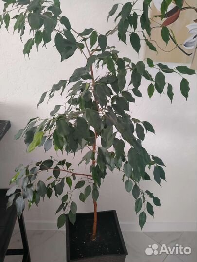 Кротон, Фикус бенджамина