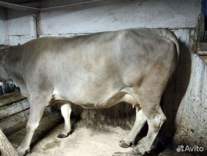 Корова глубоко стельная отел на ноябрь