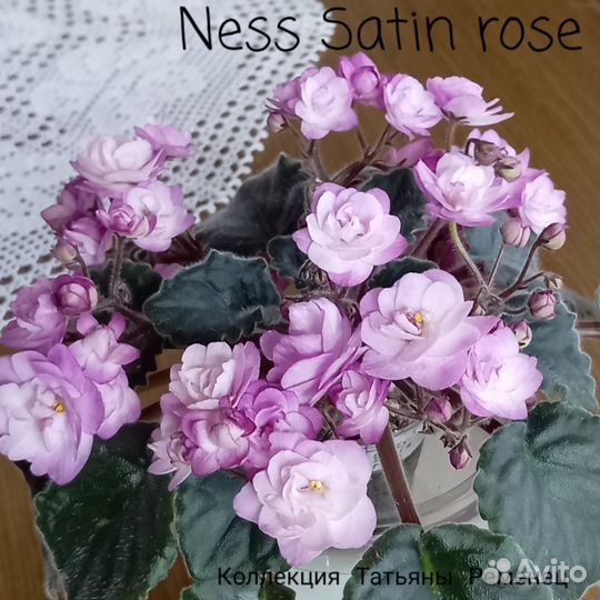 Детки сортовых фиалок мини