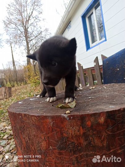 Русско европейская лайка