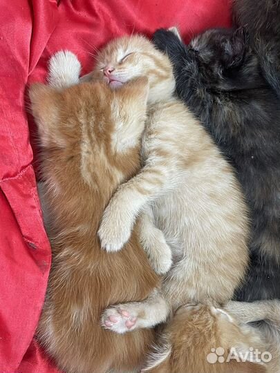 Котята бесплатно