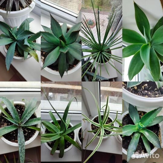 Агавы коллекционные сортовые