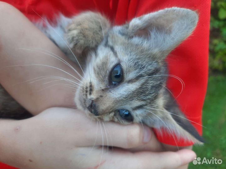Кошки в добрые руки бесплатно. К лотку приучены