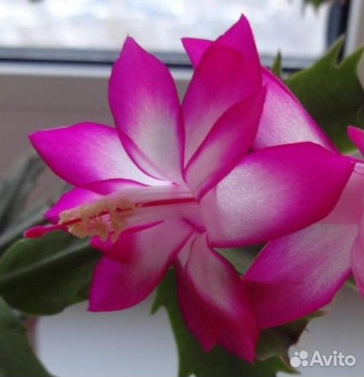 Декабрист сортовой