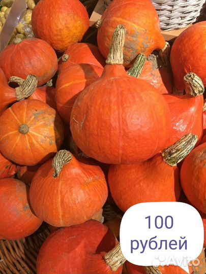 Тыква декоративная