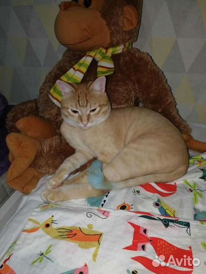 Стрижка котов, грумер