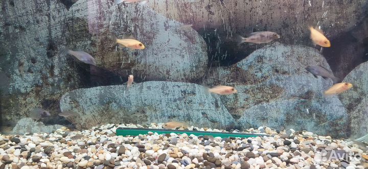 Продам Мальков