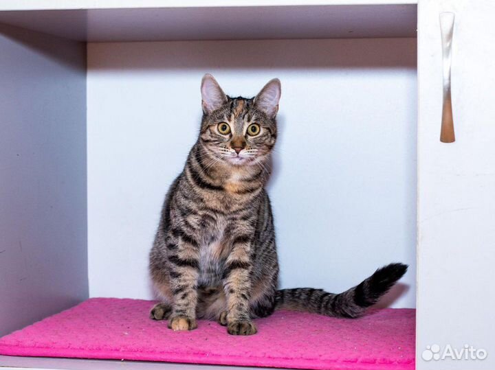 Кошечка Челка в дар