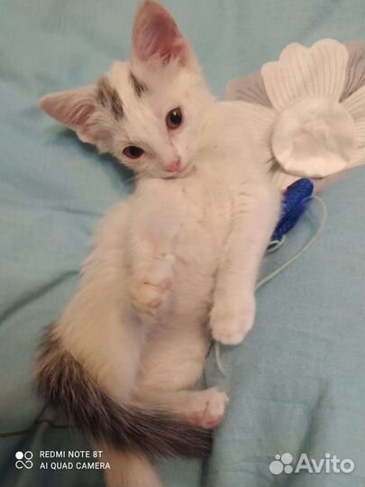 Белый котенок девочка в дар 1,5 мес