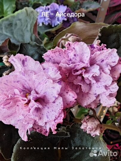 Сортовые фиалки