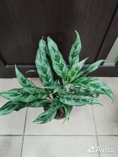 Сортовые аглаонемы