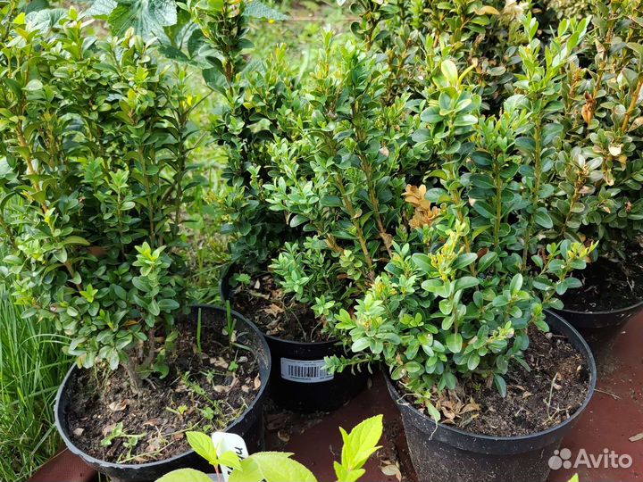 Саженцы самшита