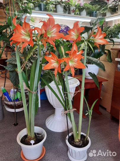 Гиппеаструмы