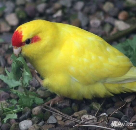 Какарик Желтый