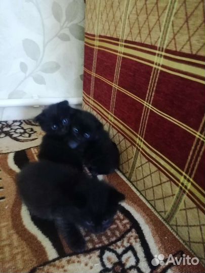 Кошки в добрые руки бесплатно