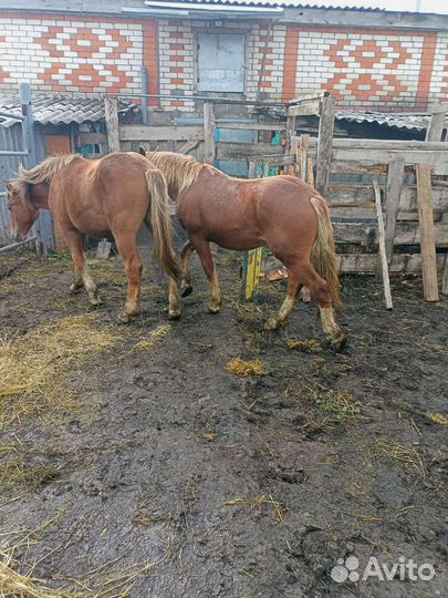 Жирные лошади