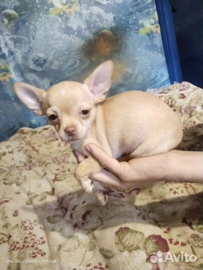 Малыши Чихуахуа