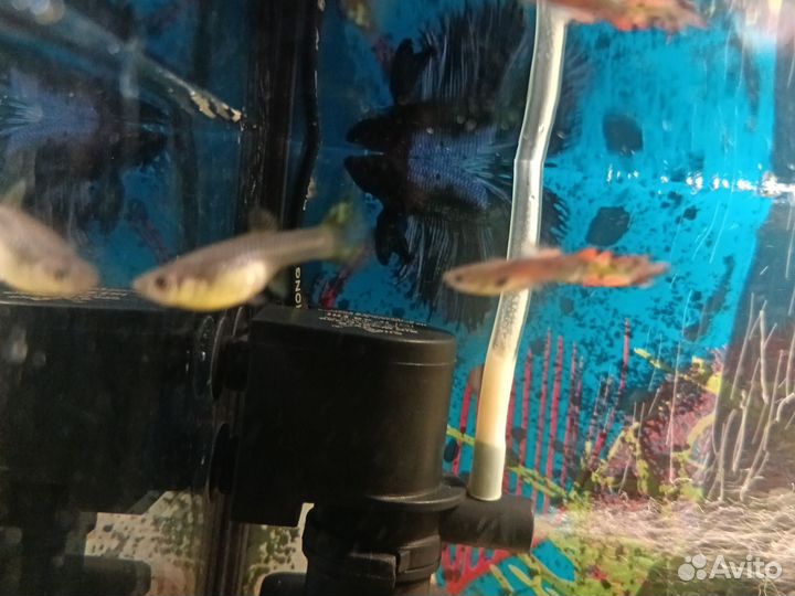 Аквариумные рыбки гуппи, роголистник, корм