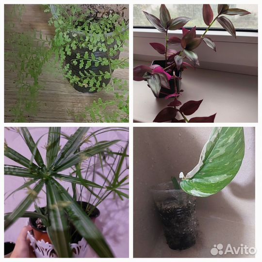 Набор комнатных цветов