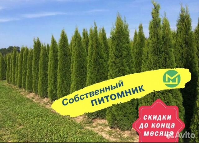 Декоративные деревья для сада