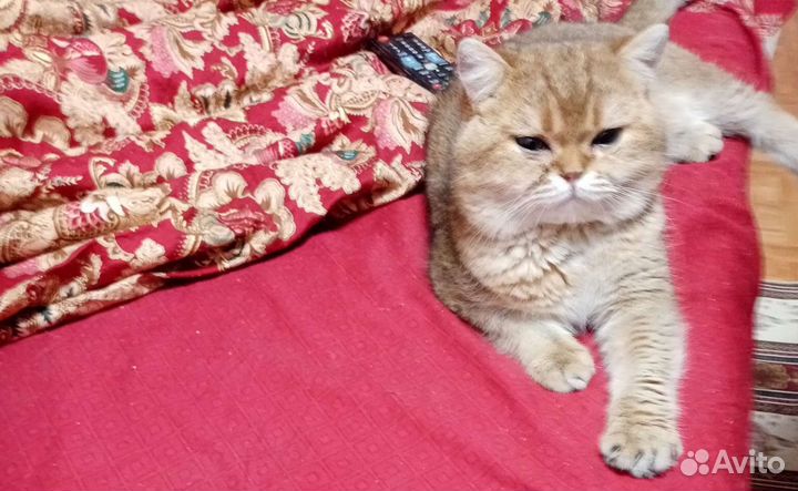 Кот шотландский золотой на вязку