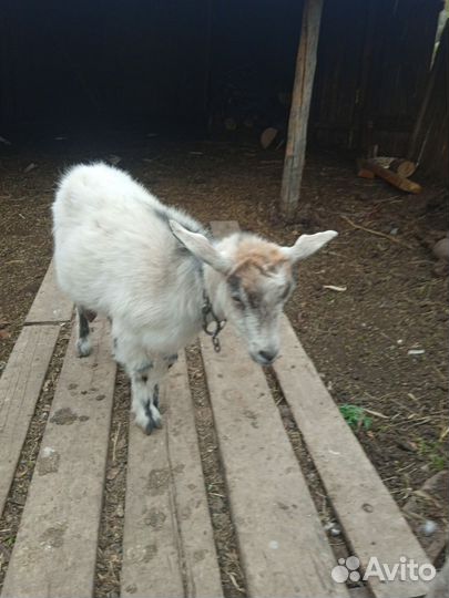 Продам козу