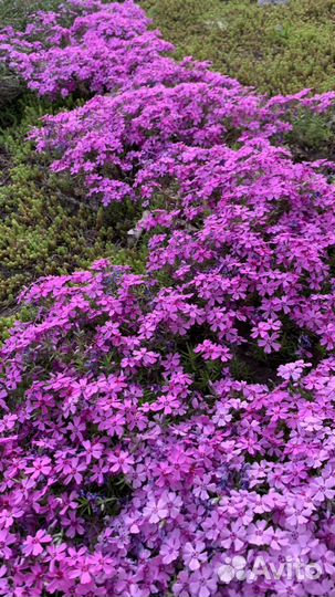 Флокс шиловидный