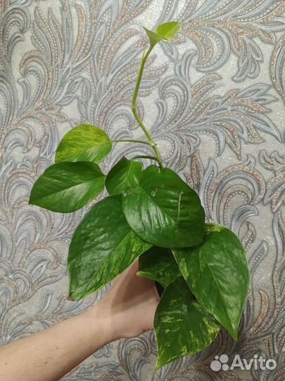 Сциндапсус, Эпипремнум