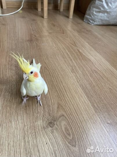 Попугай корелла ручной