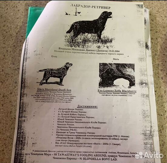 Щенок Лабрадора Ульяновск