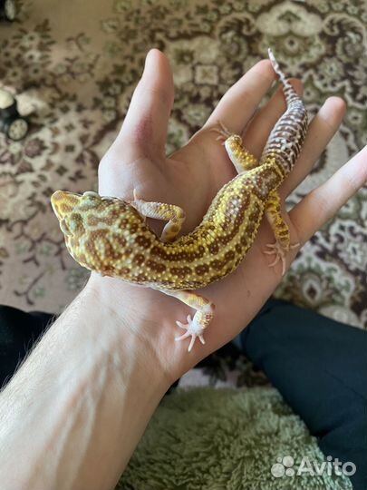 Эублефар самец