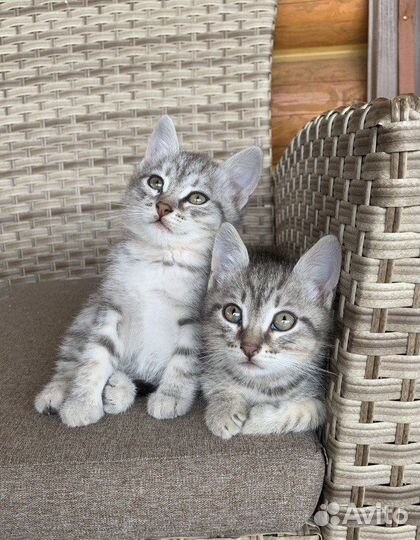 Котята в хорошие руки