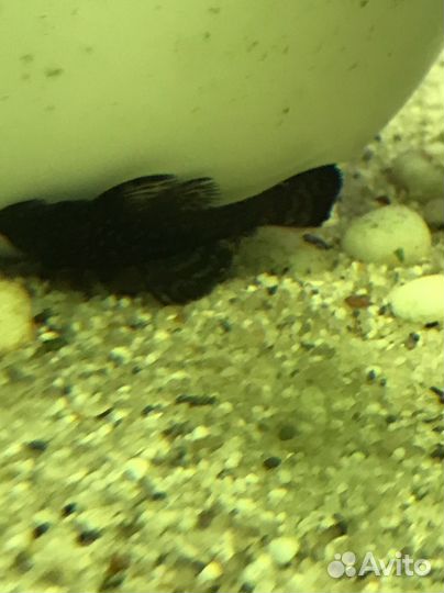 Аквариумные рыбки