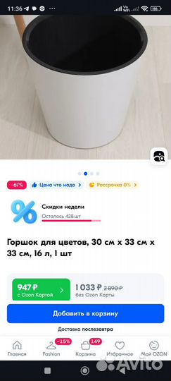 Гибискус махровый взрослое растение