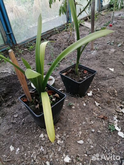 Комнатные цветы кливия. Детки