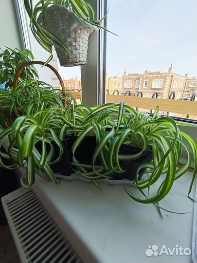 Комнатные растения