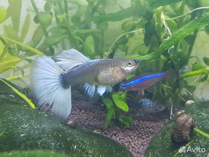 Много рыбы, новое поступление