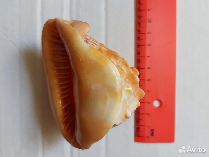 Большая морская раковина