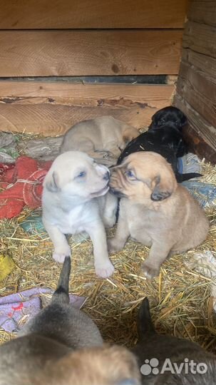 Щенки лабладора -ретривера